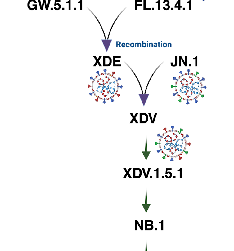 A graphic showing the evolution of NB.1.8.1.